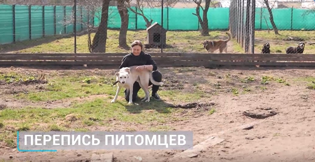 Обязательная регистрация домашних питомцев в Беларуси. Чем перепись животных поможет их владельцам?